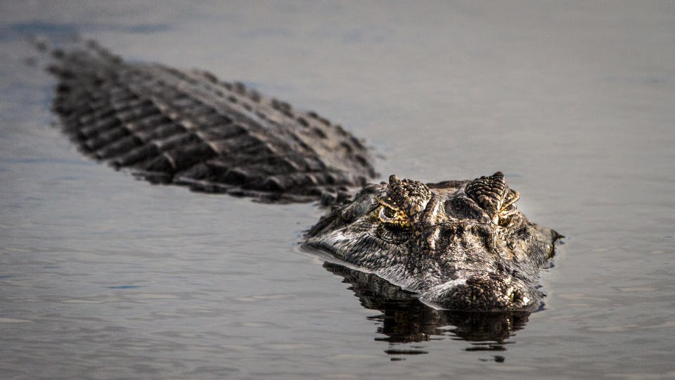 Krokodil auf der Lauer. (Bild: Getty Images)