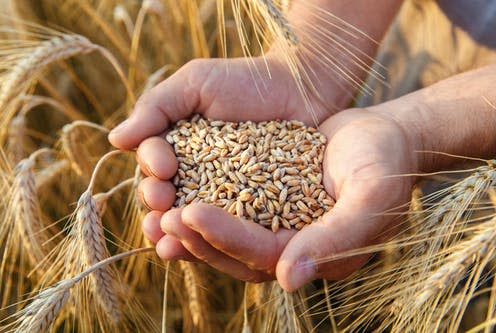 <span class="caption">In many parts of the world, staple grains are a critical part of diets.</span> <span class="attribution"><a class="link " href="https://www.shutterstock.com/image-photo/hands-farmer-close-holding-handful-wheat-488899324" rel="nofollow noopener" target="_blank" data-ylk="slk:Frolova_Elena/ Shutterstock;elm:context_link;itc:0;sec:content-canvas">Frolova_Elena/ Shutterstock</a></span>