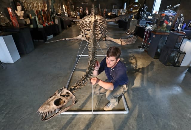 Rupert van der Werff puts the final touches to a Plesiosaur skeleton 