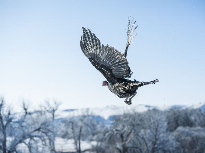 A wild turkey takes flight near Fort Benton following its release by Montana Fish, Wildlife and Parks in 2016