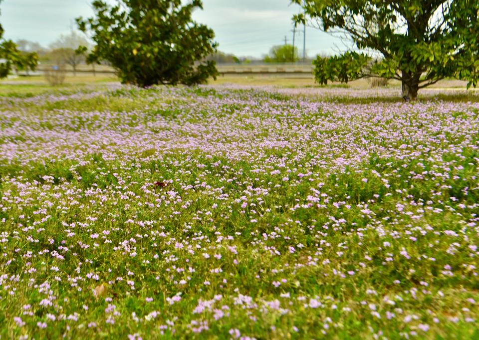 Fields of flowers blossom in Wichita Falls ahead of the first day of spring on Tuesday.