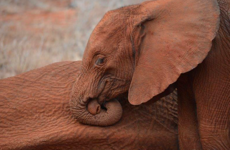 Zongoloni stroked the body of her mother with her trunk (DSWT)