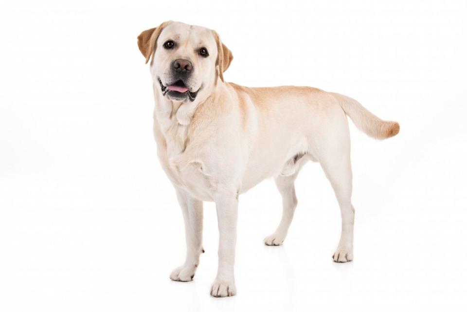 PHOTO: Labrador Retriever. (American Kennel Club)