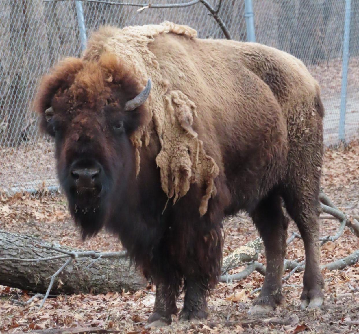 Pictured is Pebbles, an American bison that died from natural causes at Buffalo Rock State Park in Ottawa, Ill. She was 18.