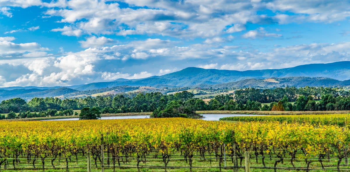 The Yarra Valley is around 90 minutes away from Melbourne (Getty Images/iStockphoto)