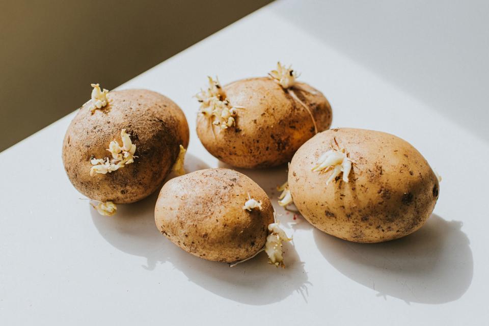 sprouted potatoes