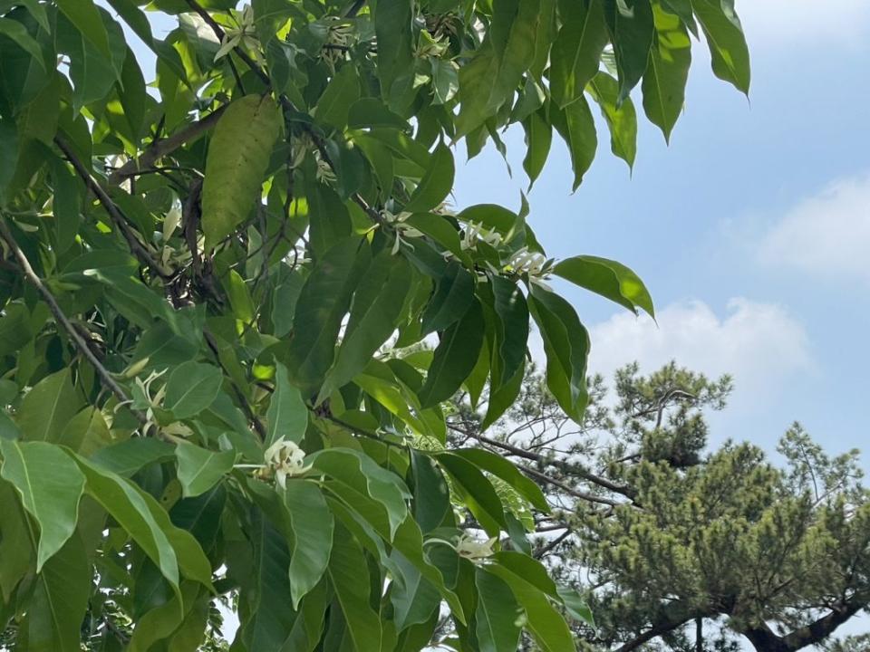 山上花園水道博物館的玉蘭花和苿莉花開送香氣。（記者張淑娟攝）