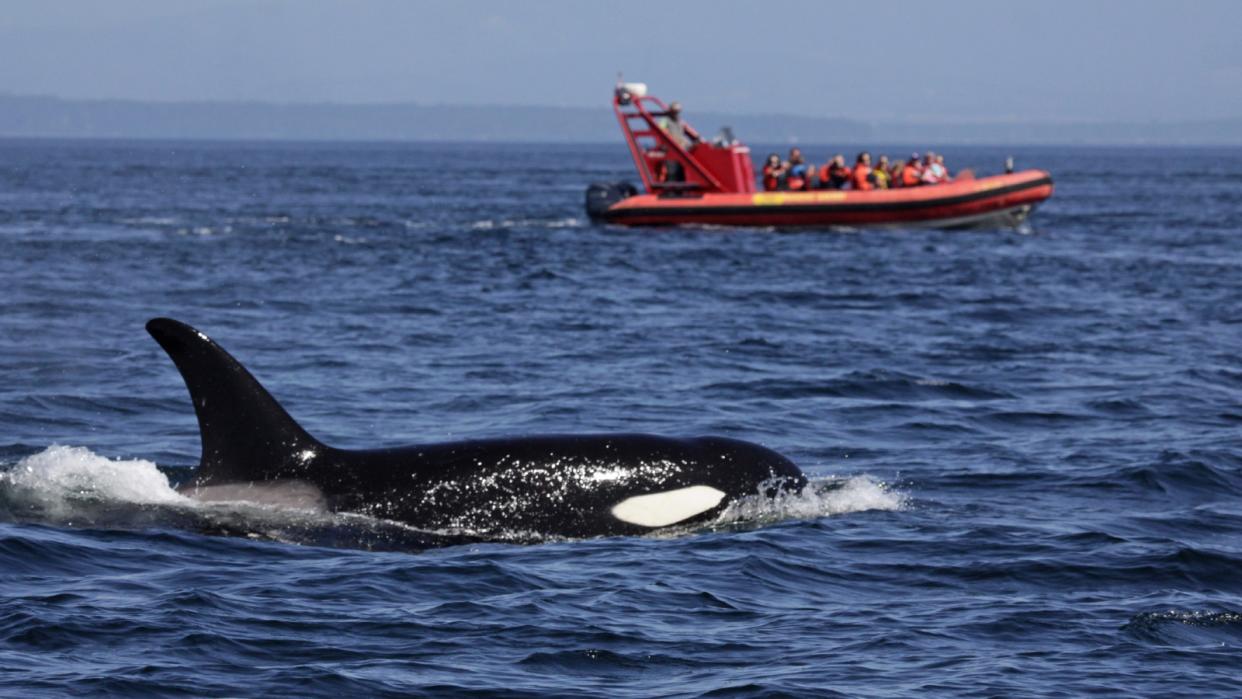  An orca swimming next to a small orange boat. 