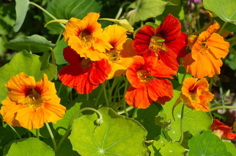 red and orange nasturtium flowers in the garden