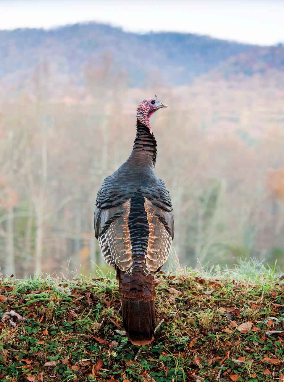 Keenly aware of the presence of predators, turkeys will reduce their gobbling and move considerable distances to elude hunters according to Ryan Williamson, a wildlife technician with Great Smoky Mountains National Park.