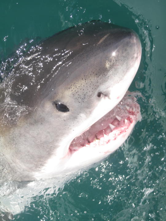 Juvenile great white sharks