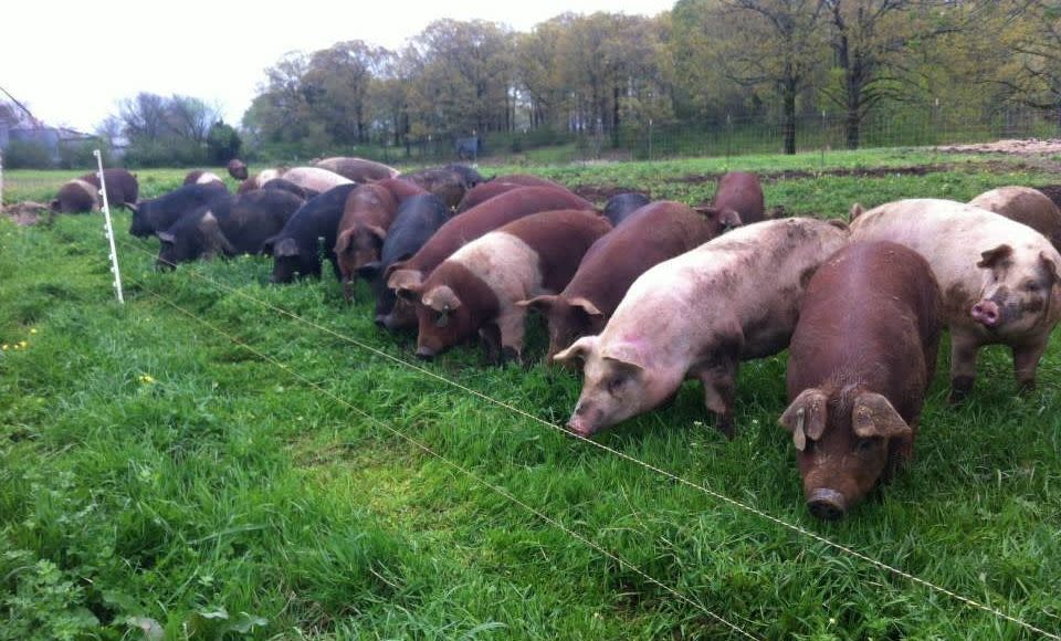 Marshall Bartlett returned to his family farm in Como, Mississippi, to raise pastured hogs. It was his hope to help revive the farm and his hometown. (Photo: Home Place Pastures)