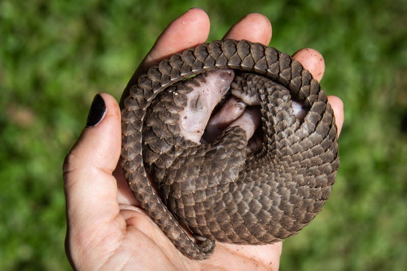 A white-bellied pangolin rescued in Uganda last year.