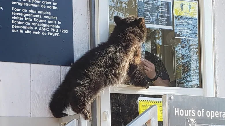 The bear weighed around 21 pounds when it was captured, according to the wildlife shelter. It said a healthy weight for this bear to hibernate is at least 50 pounds. (CBSA)