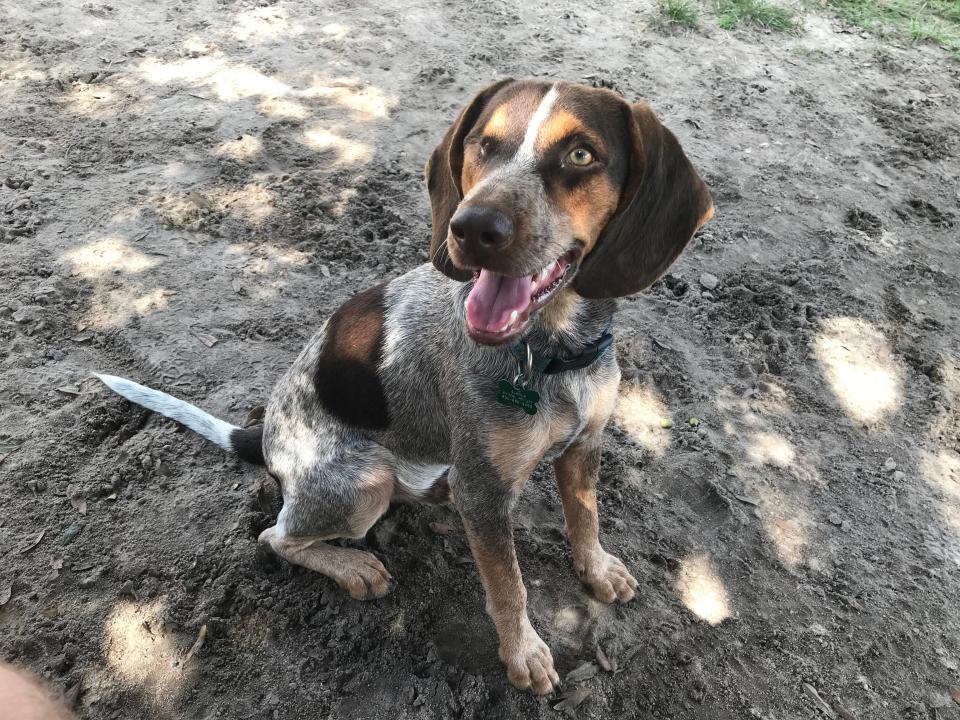 This picture of Nick was taken in September of 2018 at Alaqua, the day before he was adopted by Dusty and Jenny Ricketts and brought home to Fort Walton Beach.