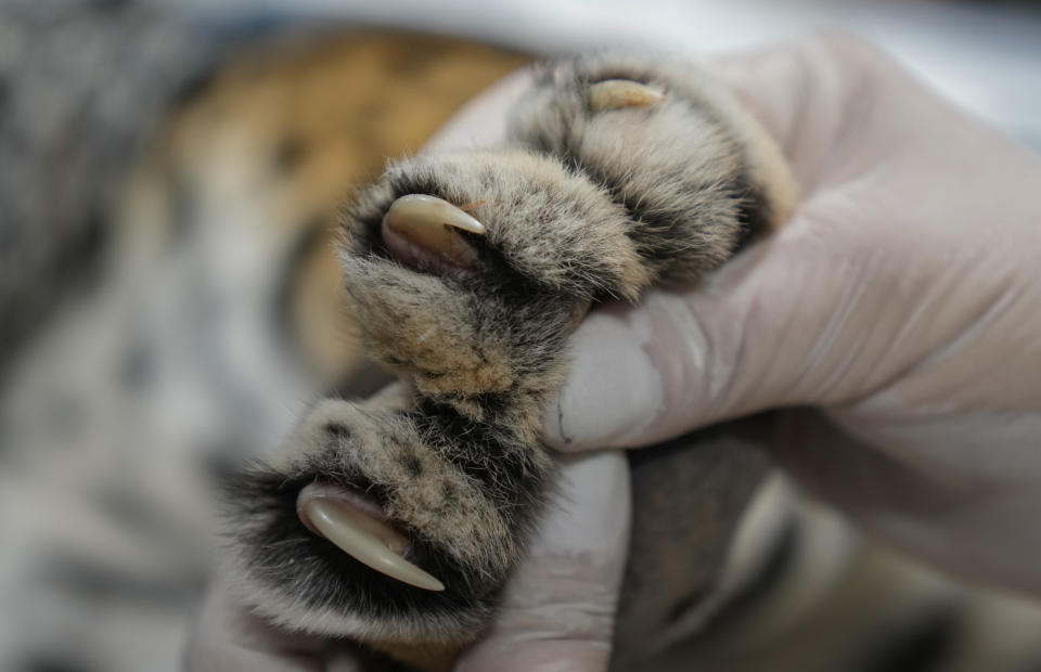 A researcher holds the paw of a jaguar has it undergoes an artificial insemination procedure at the Mata Ciliar Association conservation center, in Jundiai, Brazil, Thursday, Oct. 28, 2021. According to the environmental organization, the fertility program intends to develop a reproduction system to be tested on captive jaguars and later bring it to wild felines whose habitats are increasingly under threat from fires and deforestation. (AP Photo/Andre Penner)