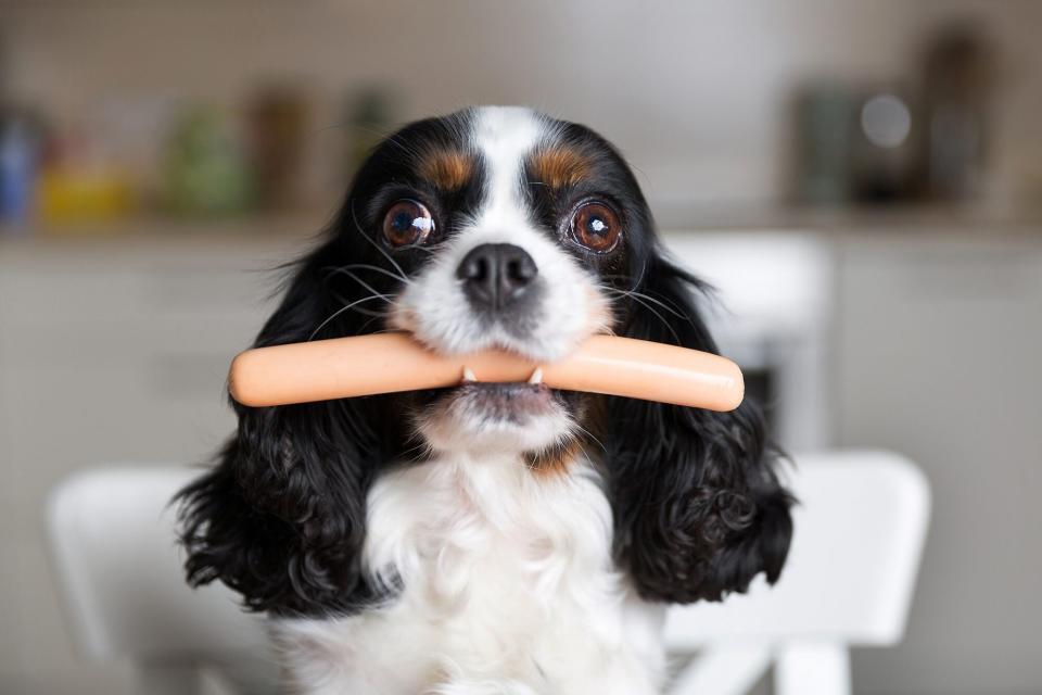 Black and cream spaniel holds hot dog in mouth