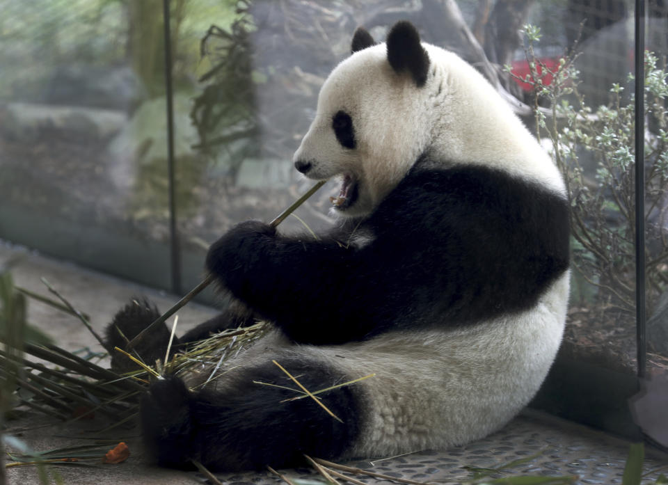 In this picture taken trough a window female panda Men Meng eats bamboo at its enclosure at the Zoo in Berlin, Germany, Friday, April 5, 2019. (AP Photo/Michael Sohn)