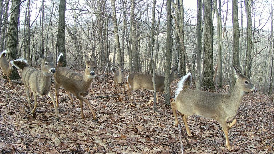 A group of doe trot along a hillside Feb. 4 in Somerset County. The Pennsylvania Game Commission has changed the timing to purchases antlerless deer licenses in June and early July.