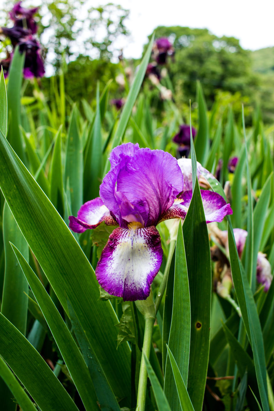 8. Bearded iris