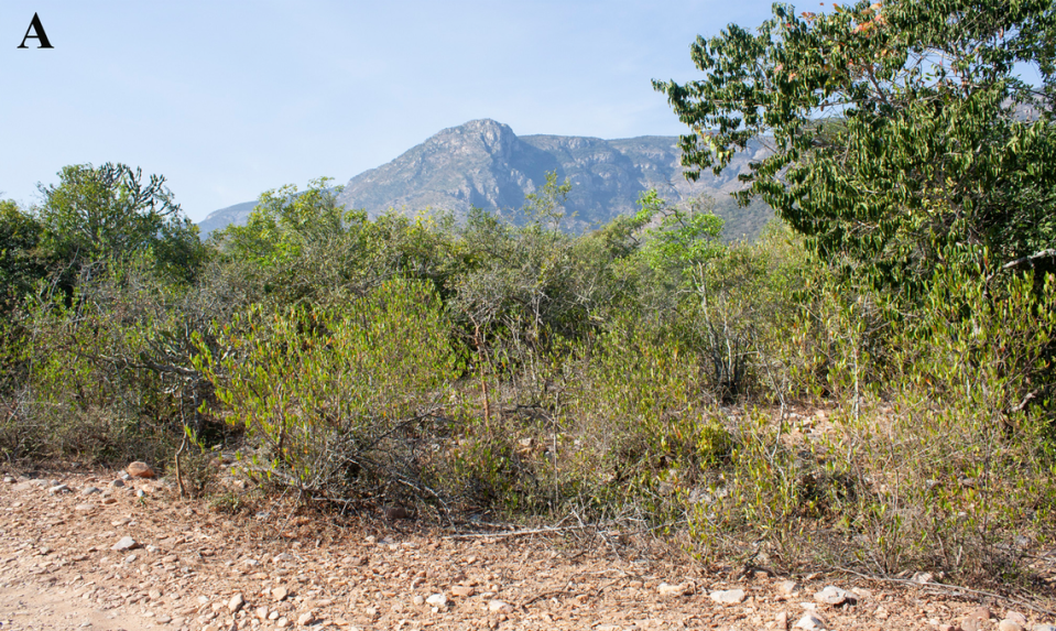 The general area where Geckoella relictus, or the Relict gecko, was found.