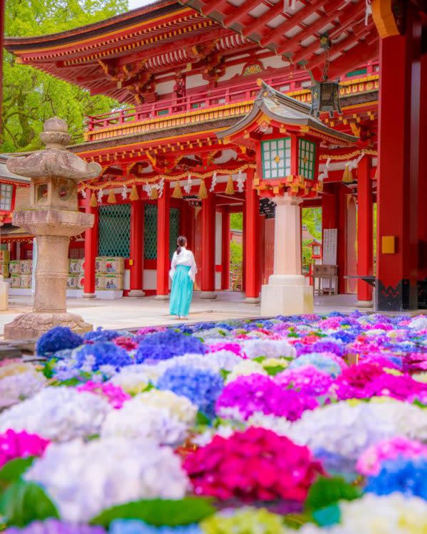 新片速報 日本神社超靚 繡球花池 夏日限定風景twitter熱傳