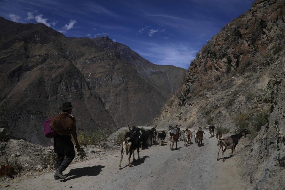 A man herds his goats in Tupe, Peru, Tuesday, July 19, 2022. As Peru´s President Pedro Castillo marks the first anniversary of his presidency, his popularity has been decimated by his chaotic management style and corruption allegations, but in rural areas like Tupe, voters believe the fault for the executive crisis lies not only with Castillo, but with Congress, which has sought to remove him twice. (AP Photo/Martin Mejia)