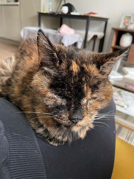 Flossie is 26 years and 329 days old – roughly the equivalent of 120 human years, according to Guinness World Records, which awarded the cat on Thursday. / Credit: Guinness World Records