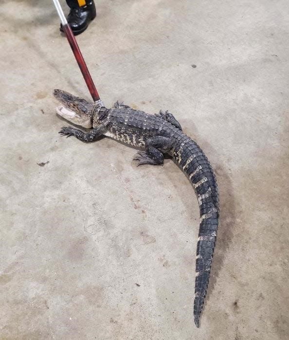 The mug shot of the alligator captured by Piscataway police Thursday night.