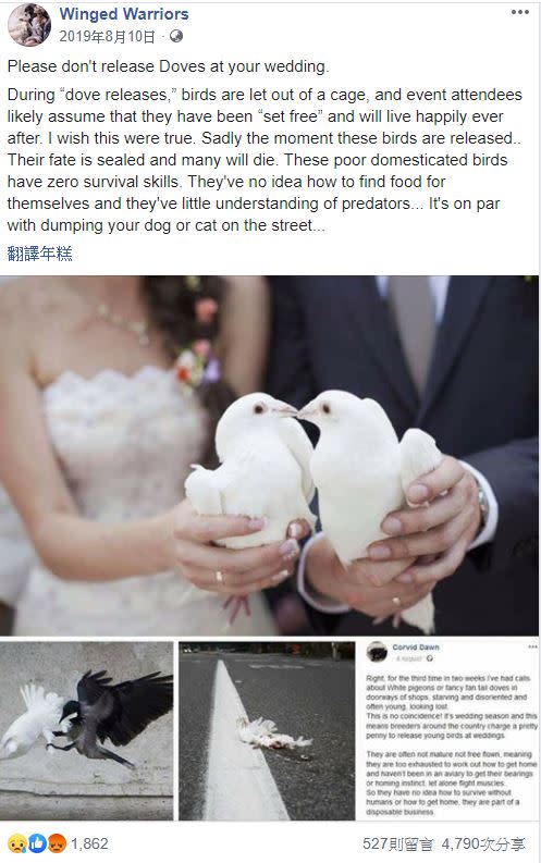 愛鳥團體呼籲新人，不要再舉行放鴿儀式。（圖／翻攝自臉書-Winged Warriors）