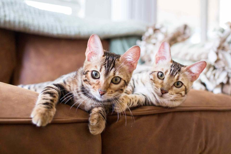 Purple Collar Pet Photography / Getty Images