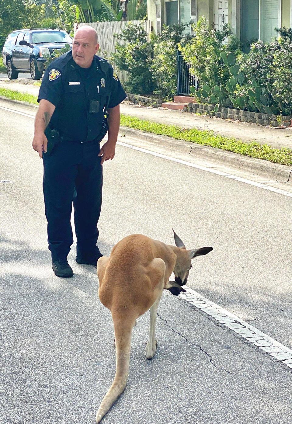 Police captured a kangaroo on the loose in Fort Lauderdale: Fort Lauderdale Police