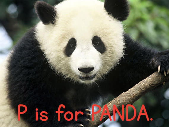 p_panda.jpg