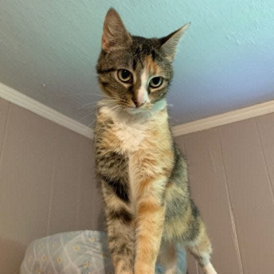 Cali Fairfax is a gorgeous, teensy calico cat with a big-girl personality.