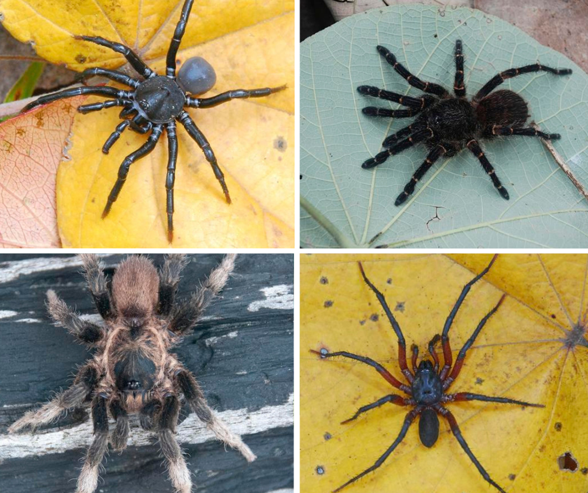The discovered spiders are called Ummidia solana, Melloina pacifica, Euthycaelus cunampia and Neischnocolus mecana. (CREDIT: Echeverri et al)