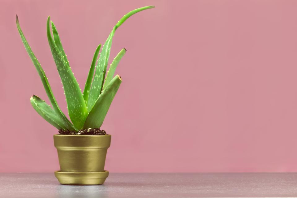 Aloe Vera plant in gold pot in front of pink background.