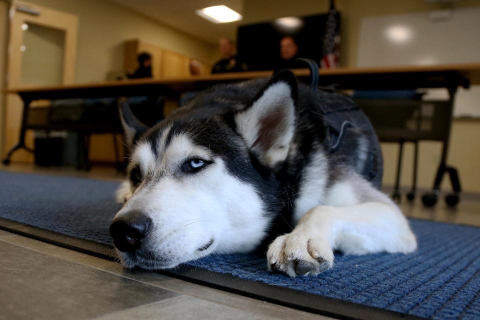 York Police Department has a new comfort dog, Yukon, seen Wednesday, Oct. 5, 2022.
