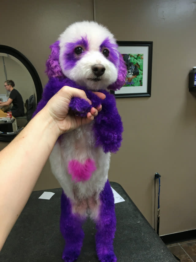 <p>La mujer de Canadá compartió en Instagram algunas postales de su mascota con el pelo teñido de colores, sin pensar en las secuelas. </p>