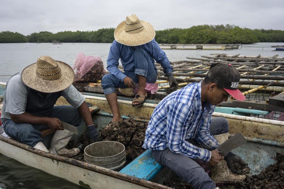 Three workers cleaning muddy oysters from the bottom of a canoe at the water's edge