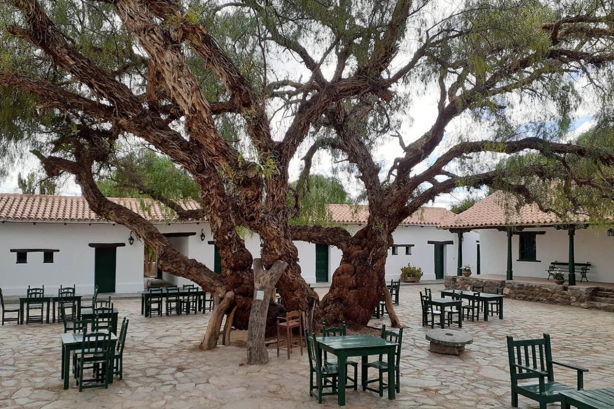 El aguaribay de la hacienda de Molinos, en Salta