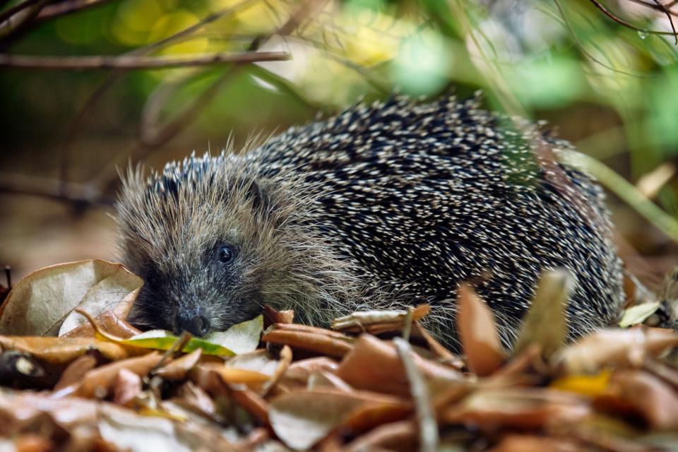 <p>Selbst wenn ein Igel einen Riesenkarton im Keller zur Verfügung gestellt und täglich Hackfleisch mit Ei bekommt, so wird er die freie Wildbahn doch immer der Gefangenschaft vorziehen, die für ihn Stress bedeutet. Igel eignen sich nicht als Haustiere, wollen weder kuscheln noch spielen - auch wenn sie vielleicht so aussehen. Deshalb sollte die häusliche Pflege die Ausnahme-Lösung sein. (Bild: iStock/vyasphoto)</p> 