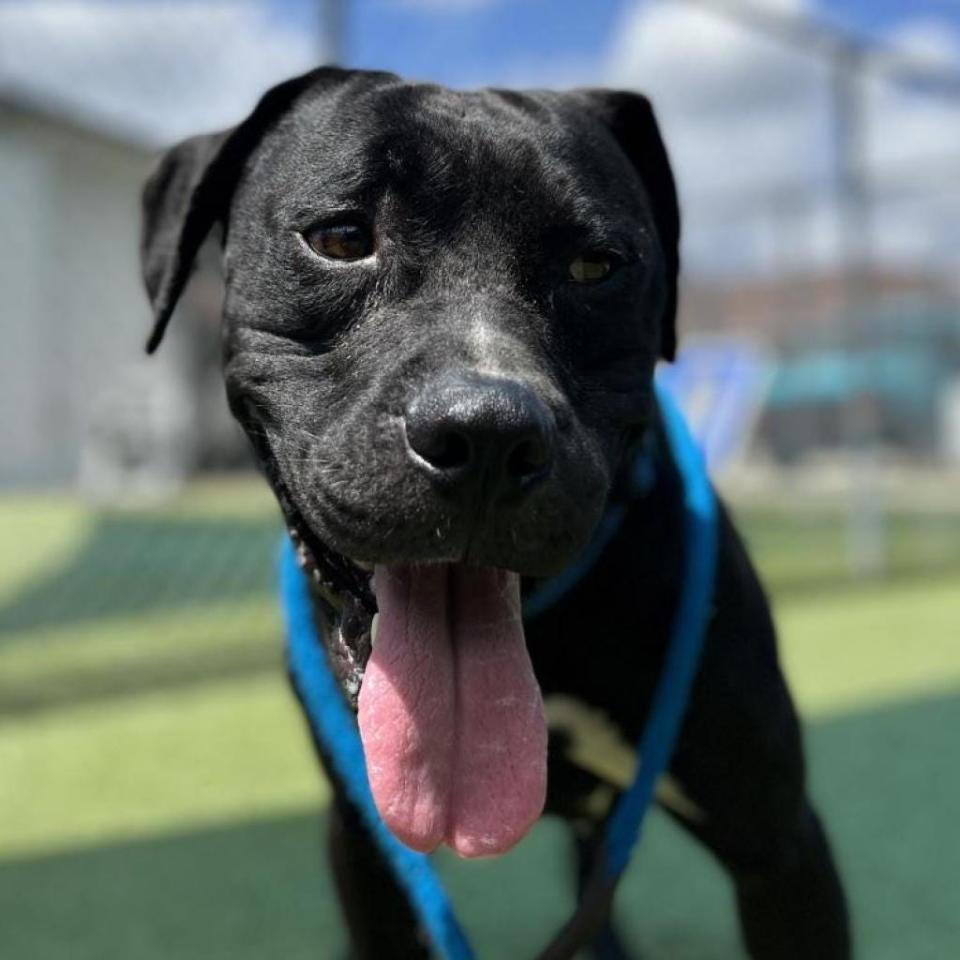 Charlie’s a little bit of everything: bulldog, retriever and some Labrador. Patience and training will be key. He’s a little shy at first, and isn’t happy with other dogs. He doesn’t know how to play with little kids, and he loves to run out of any door.