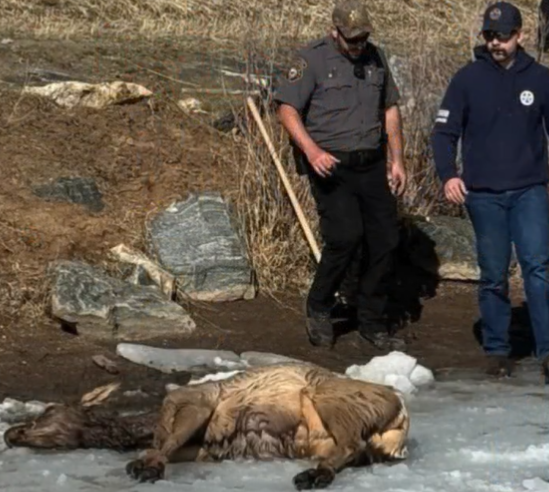 Elk falls through ice