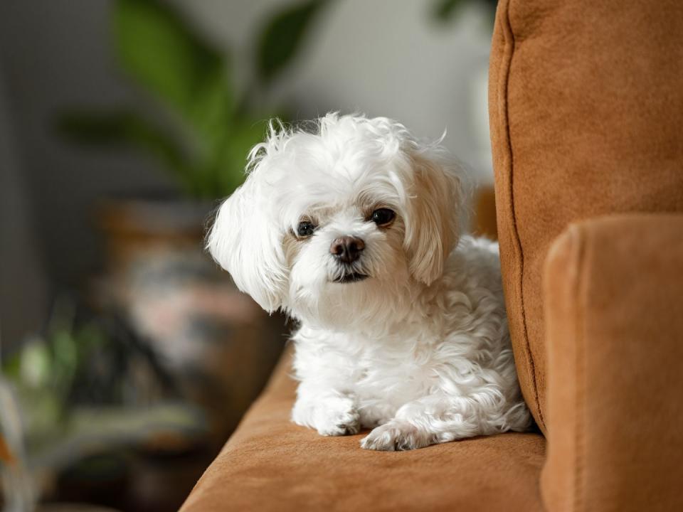 white maltese puppy dog lying a sofa, staring at the camera, in a living room