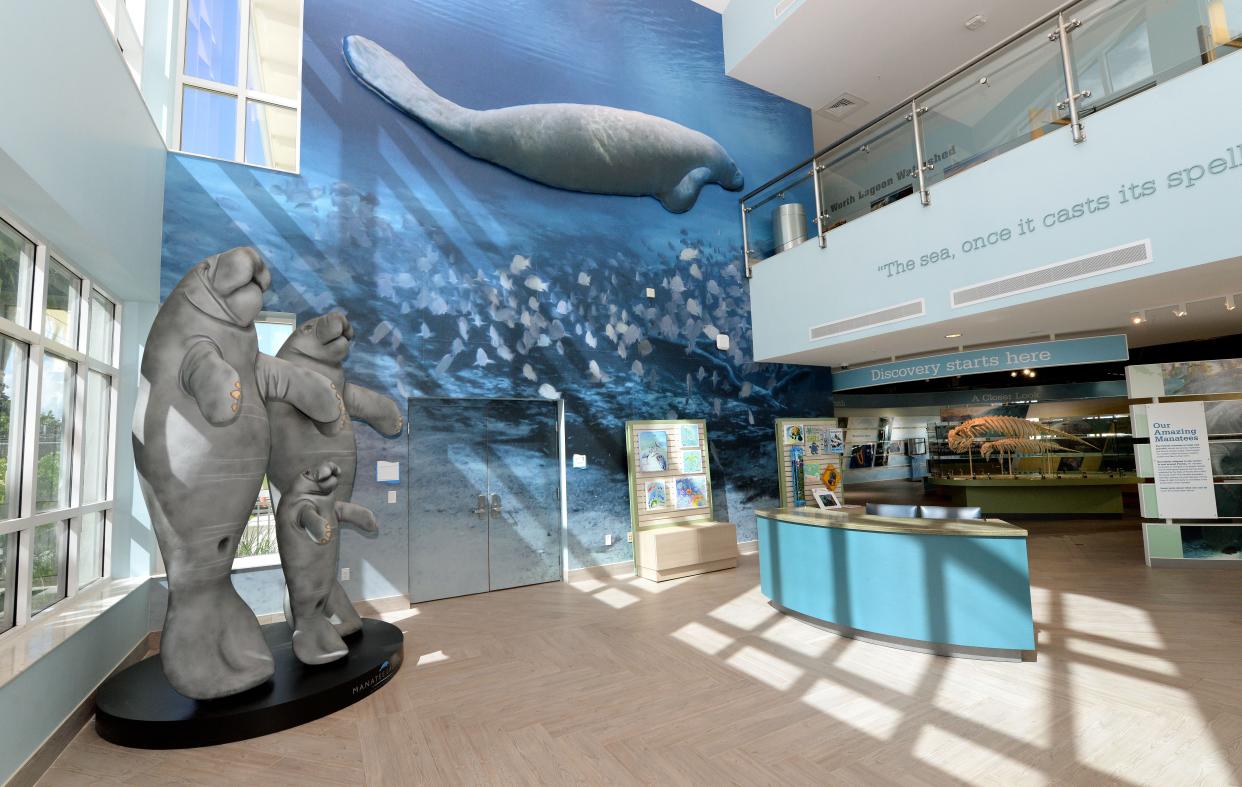 New at Manatee Lagoon for the 2022-23 season are statues of these three manatees (not the one on the wall). The Manatee Lagoon Season Kick-Off will be held Saturday and Sunday and feature face painting, frozen treats, cornhole and other games, educational talks and more.