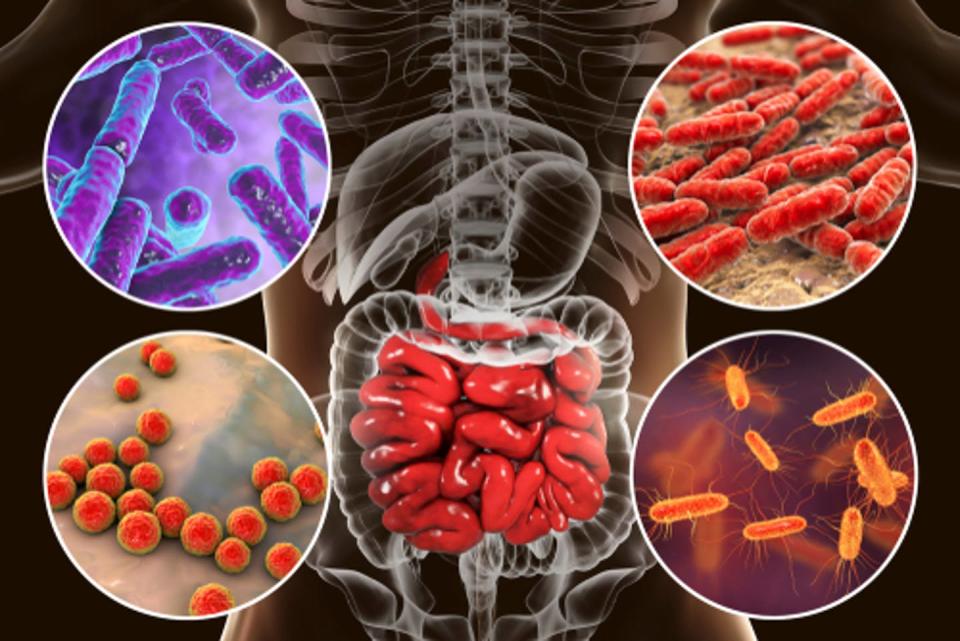 <span class="caption">Microbes that make up the microbiome affect health in different ways.</span> <span class="attribution"><a class="link " href="https://www.shutterstock.com/image-illustration/intestinal-microbiome-bacteria-colonizing-different-parts-1031178730" rel="nofollow noopener" target="_blank" data-ylk="slk:Kateryna Kon/Shutterstock.com;elm:context_link;itc:0;sec:content-canvas">Kateryna Kon/Shutterstock.com</a></span>