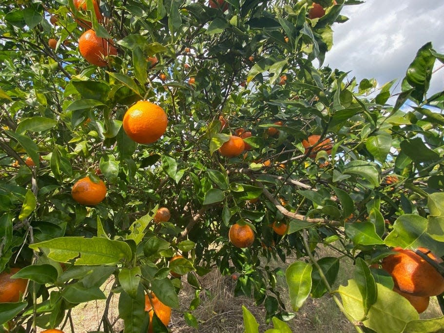 Orangenhaine in Florida - Copyright: GIANRIGO MARLETTA/Getty Images