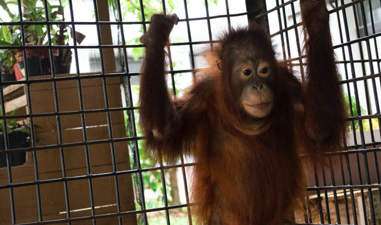 Kotap will now be treated before he is eventually returned to the forest (International Animal Rescue)