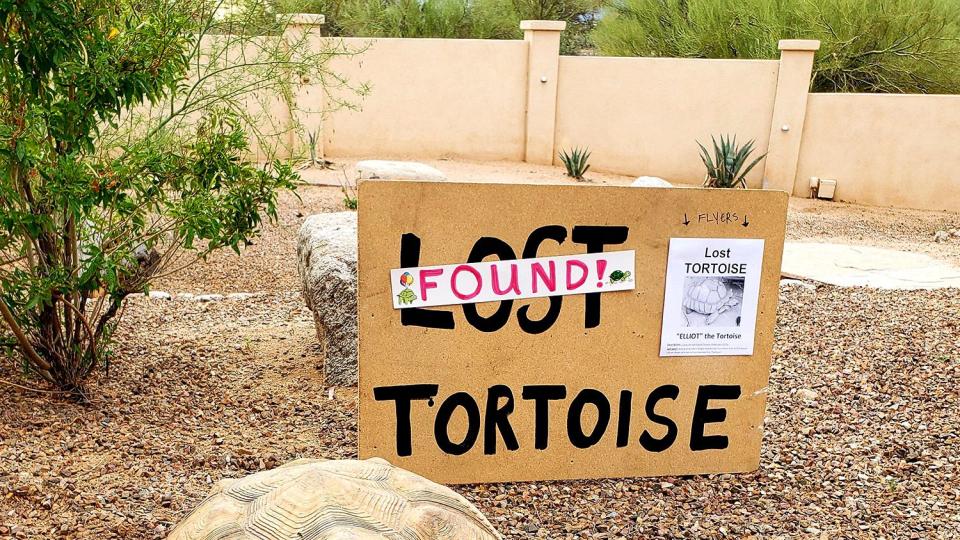 Oro Valley, Arizona A storm Saturday June 18, 2022 blew the back gate open – and Elliot – a 150-pound African Sulcata turtoise escaped from Cindy and Greg Iverson’s backyard. Elliot was found and returned on June 20, 2022 credit: Cindy and Greg Iverson