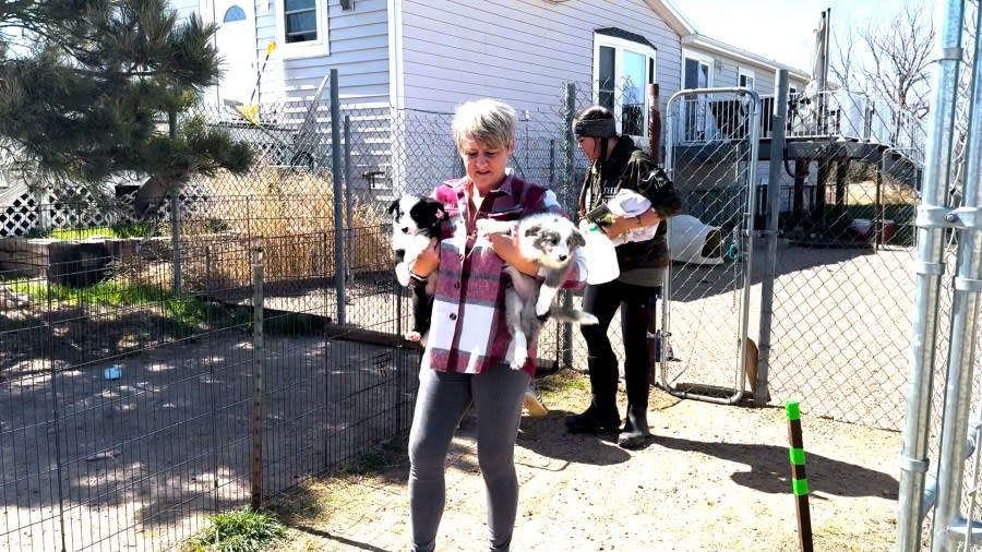 Michelle Abel carries puppies